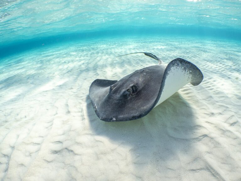 Fascinating Facts About Stingrays