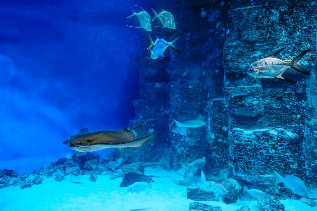 Various fishes and stingray swim in the oceanarium