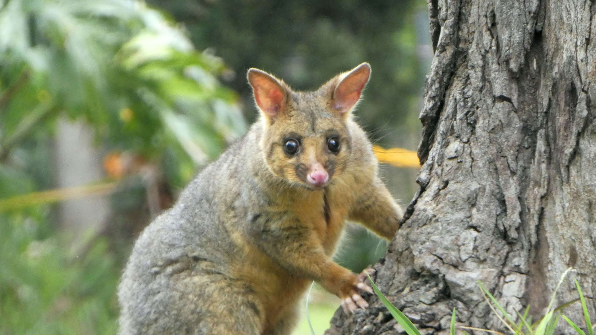 Close up portrait common brushtail possum,native animal wildlife marsupial in Australia