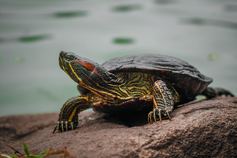 Fascinating Facts About Turtles: Nature’s Armored Wonders