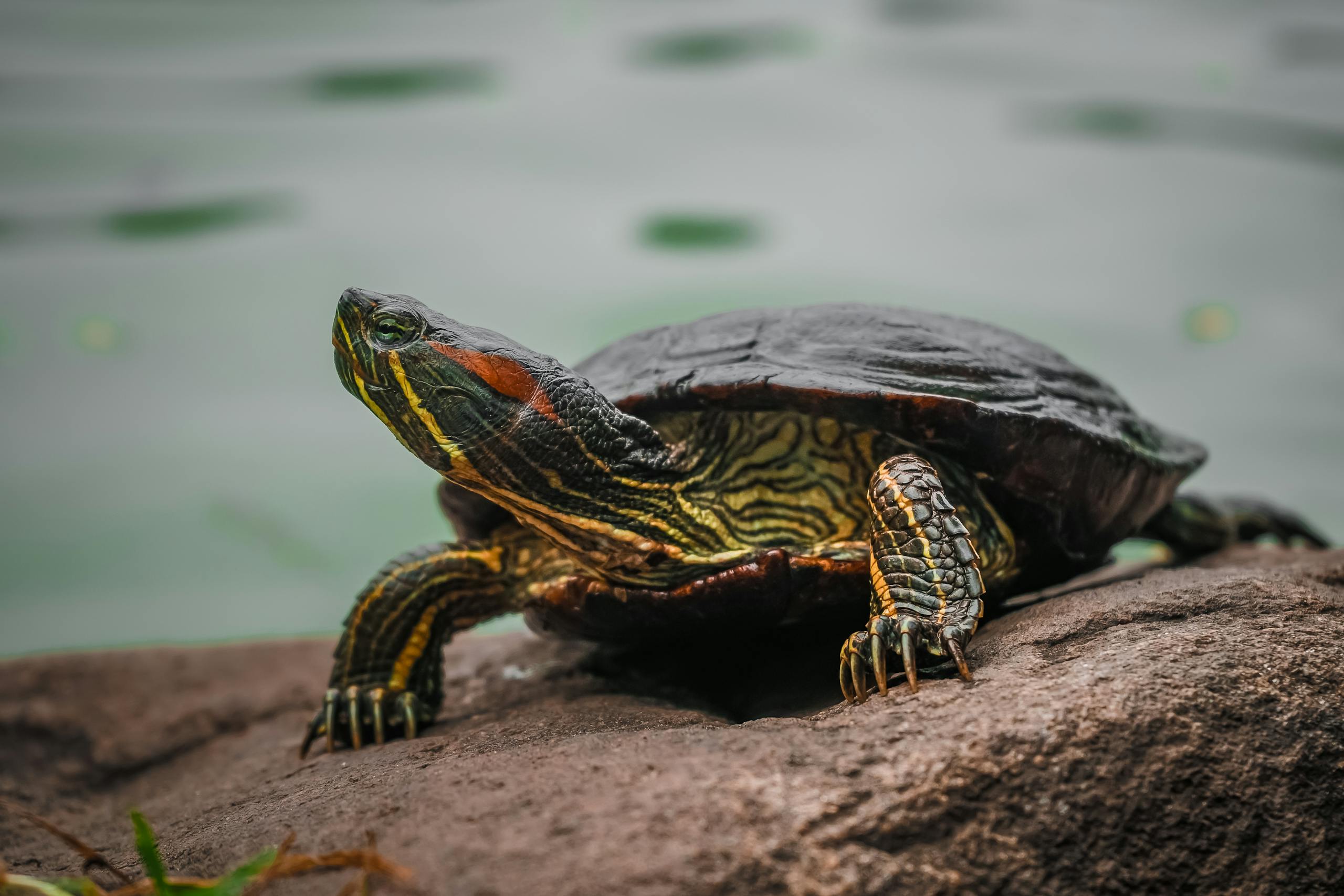 Selective Focus Photography Green and Black Turtle